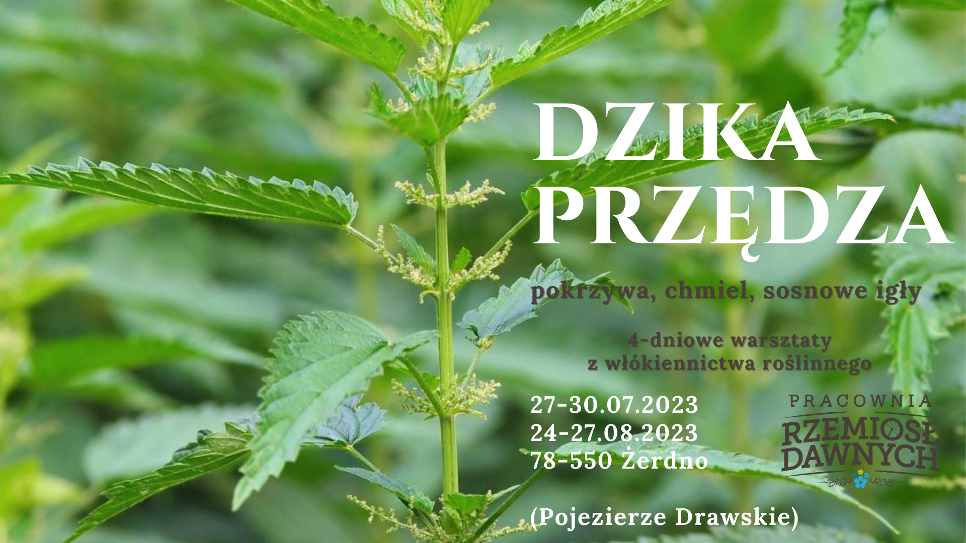 Dzika Przędza 2023- warsztaty. Włókno z pokrzywy, chmielu i innych roślin włóknistych.