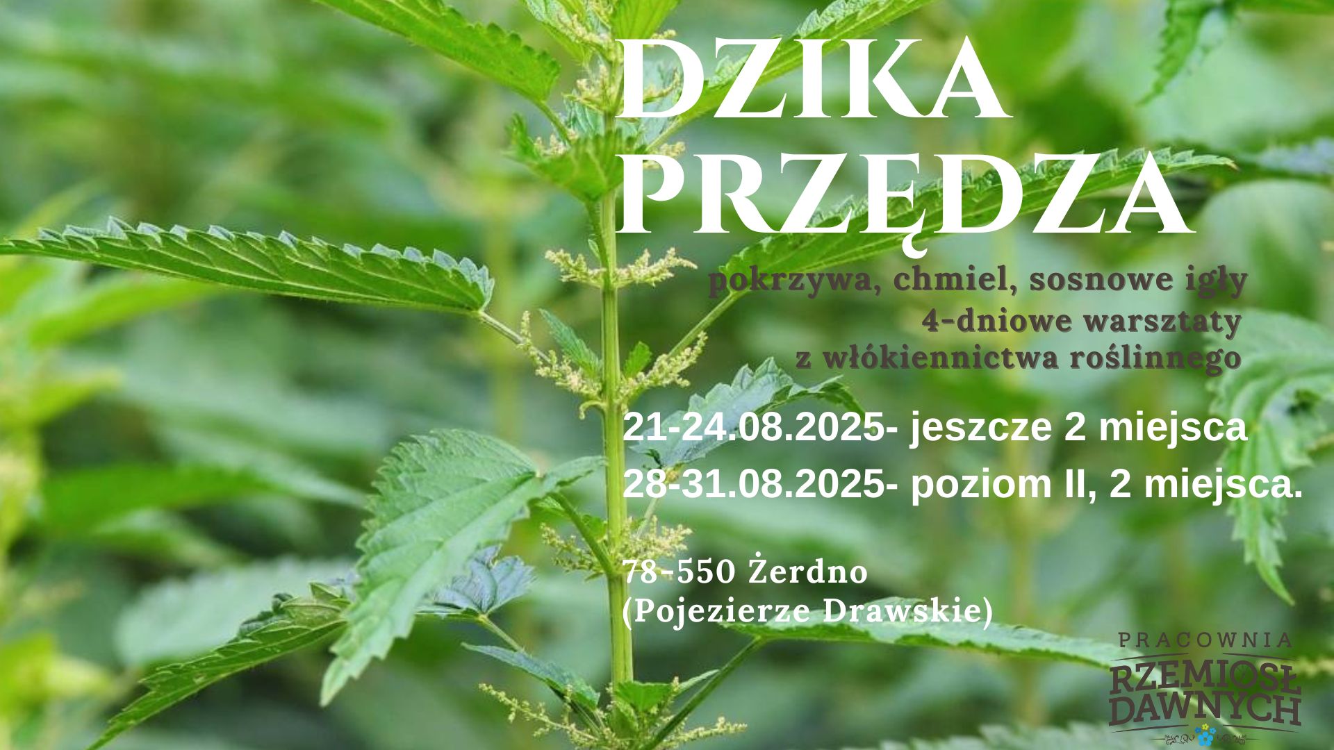 Zwolniły się 2 miejsca na sierpniowe warsztaty DZIKA PRZĘDZA. Włókno z pokrzywy, chmielu i igieł sosnowych Zwolniły się 2 miejsca na sierpniowe warsztaty DZIKA PRZĘDZA. Włókno z pokrzywy, chmielu i igieł sosnowych