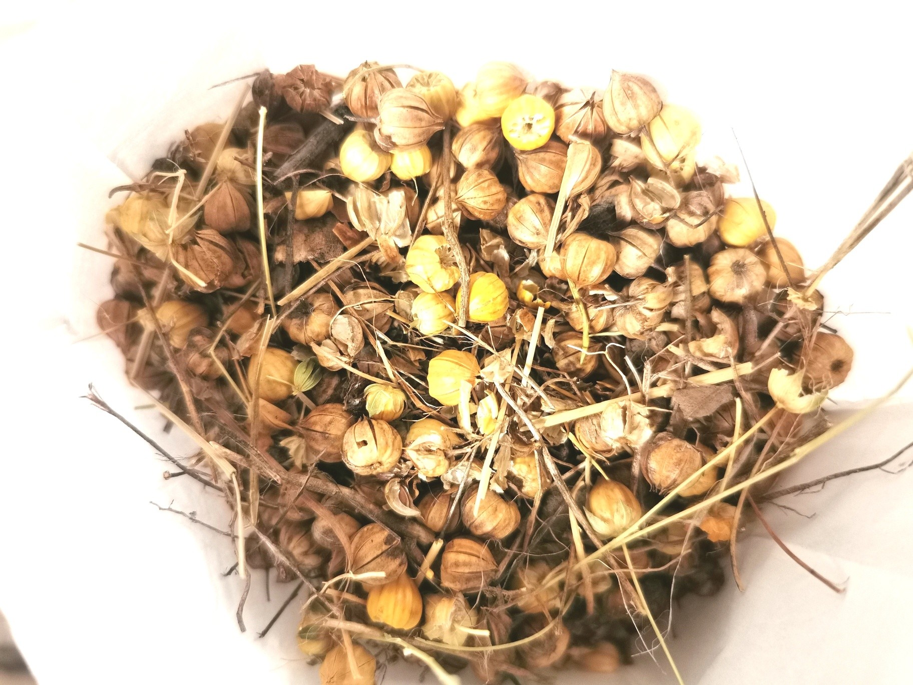 Sianie lnu- nasze prace w 2026 roku